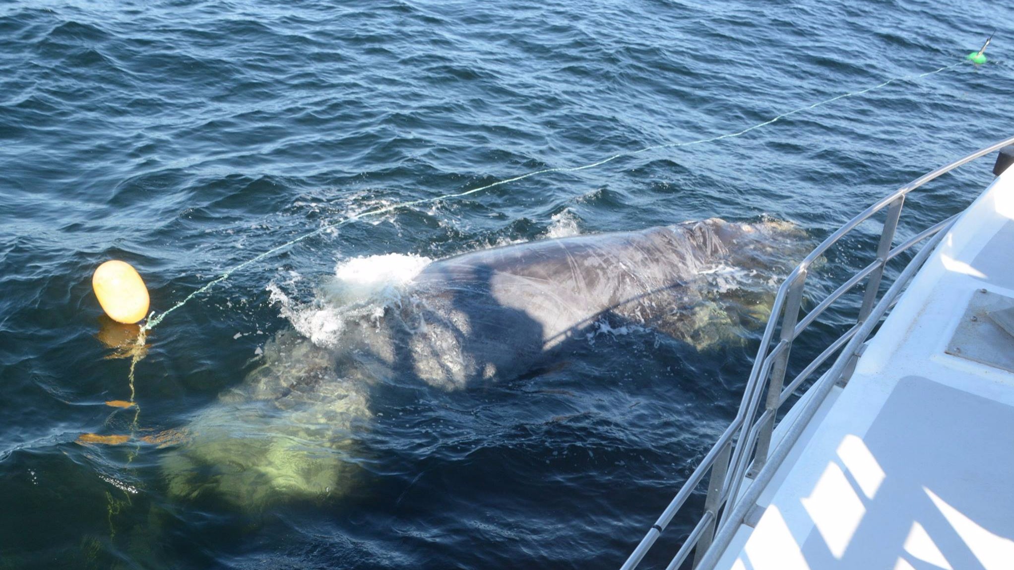 Canada bezorgd over groot aantal dode walvissen
