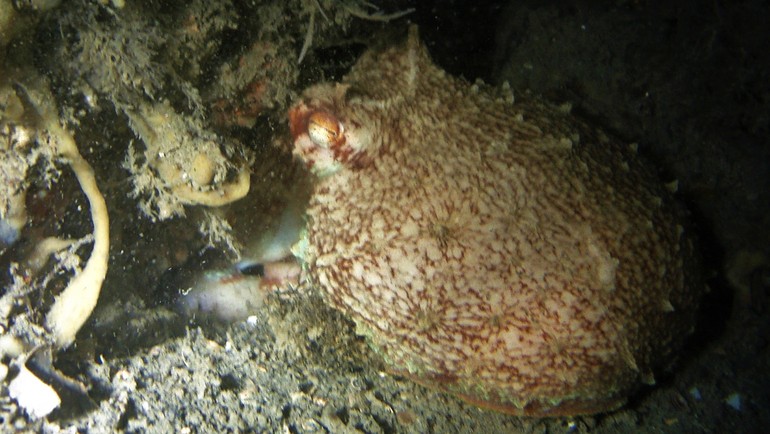 Octopus uit Oosterschelde blijkt spectaculairder dan gedacht