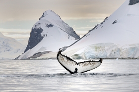 Antarctica – Witte wildernis