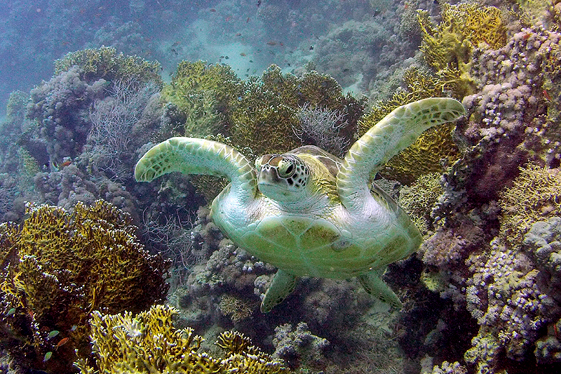 Schildpad, Egypte, Port Ghalib