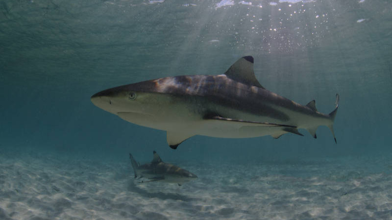 Nieuw haaienreservaat in Dominicaanse Republiek