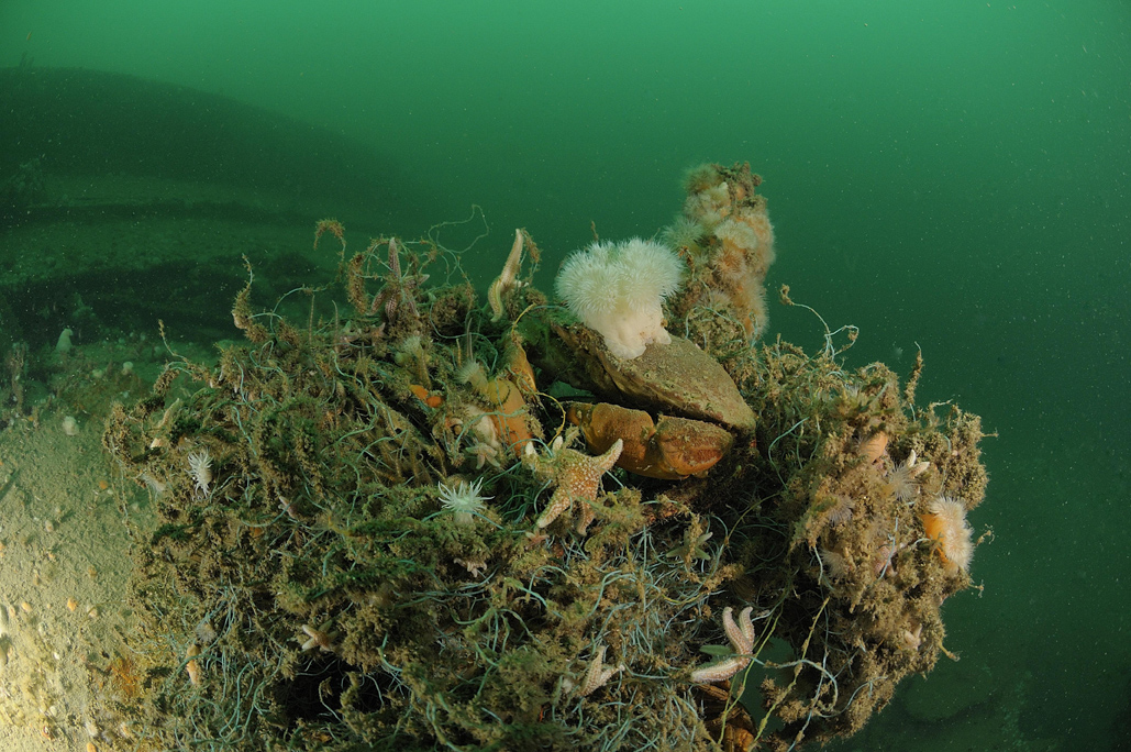 In 25 jaar tijd 30 procent minder zeedieren in Noordzee
