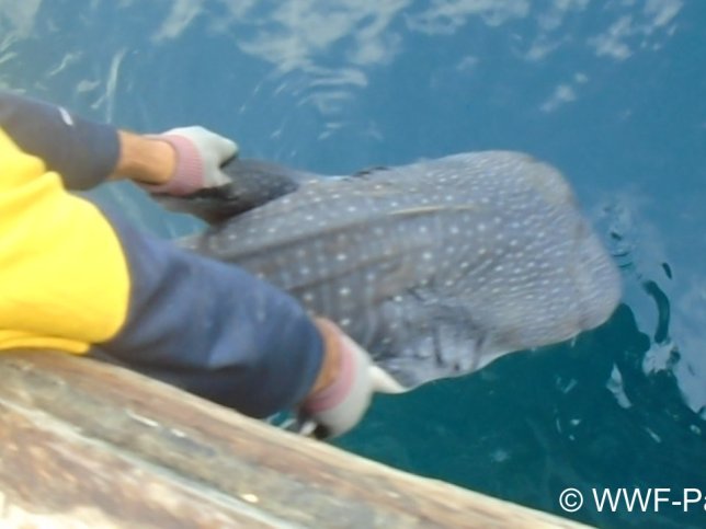 Vissers redden walvishaaipup uit visnet