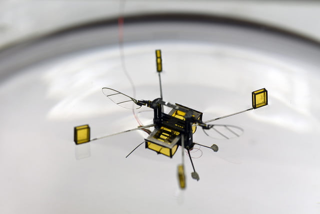 RoboBee: een robotje dat kan vliegen, zwemmen, duiken