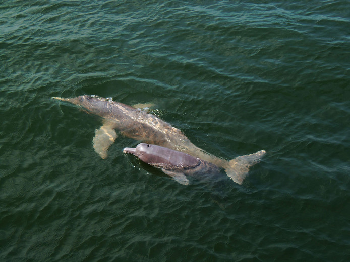 Een nieuwe roze rivierdolfijn soort ontdekt in de Amazone