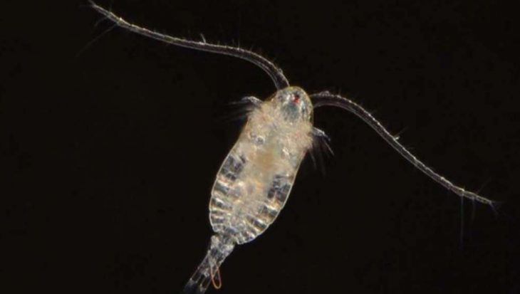 Plankton krijgt minder jongen als overgrootmoeder plastic at.