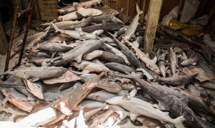 Duizenden haaien in ruim van vissersboten