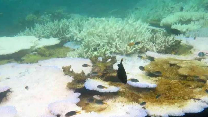 Simpele oplossing voor stervend koraal?