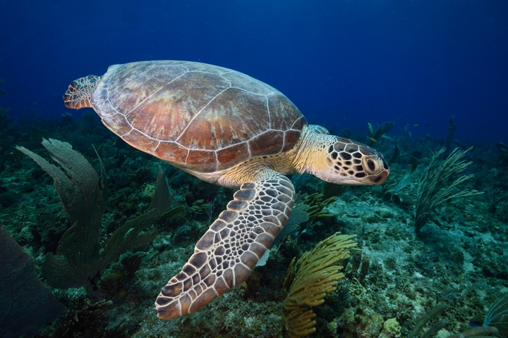 Stropers doden zeeschildpadden op Bonaire