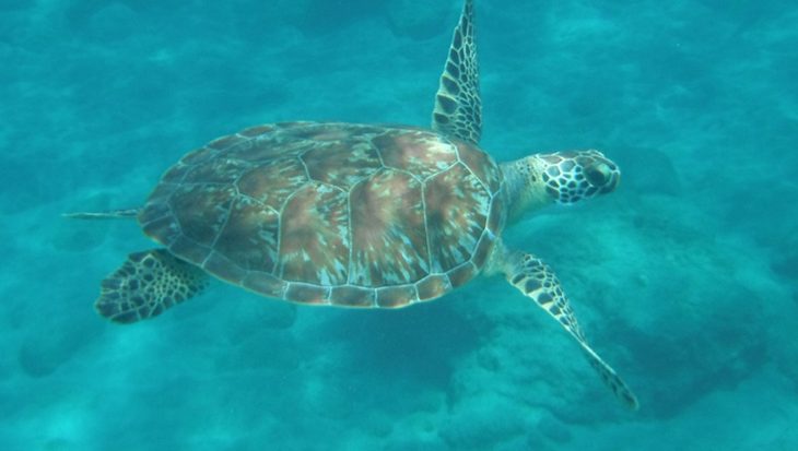 schildpadden Eustatius