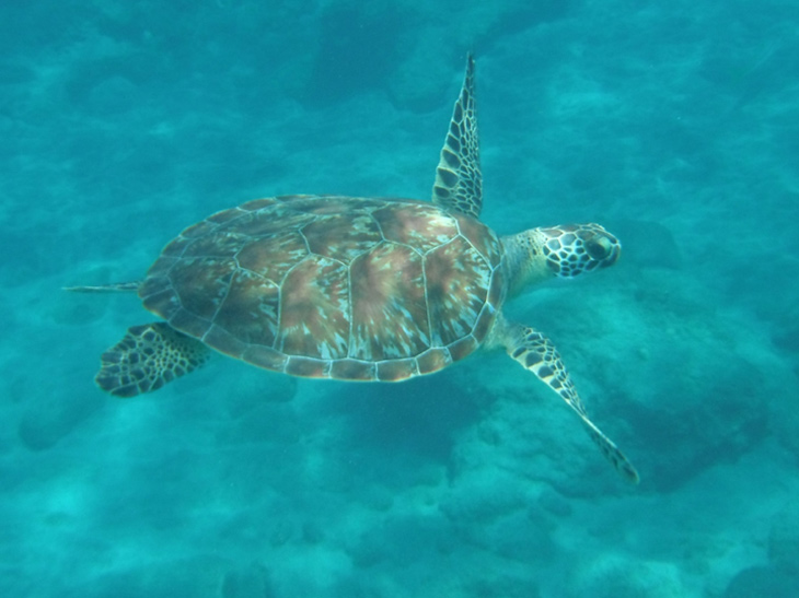 Mijn duikavontuur: schildpaddenvirus
