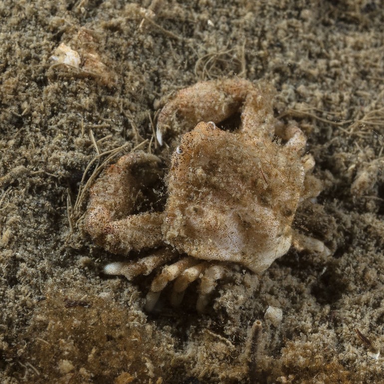 Eerste autochtone vondst van de gladde kiezelkrab – Ebalia tumefacta – in het Nederlands kustgebied
