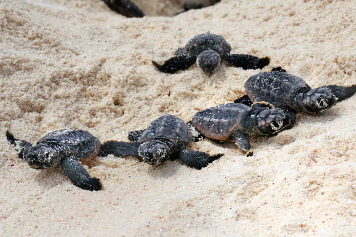 9.700 zeeschildpadden geboren op de stranden van Bonaire