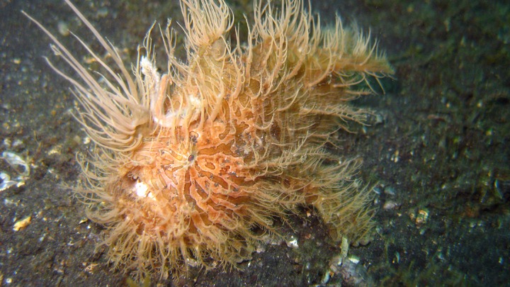 The Hairy Frogfish dance