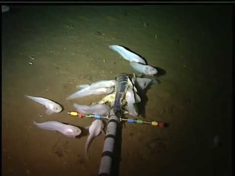 Gloednieuwe vissoort leeft op  8000 meter diepte