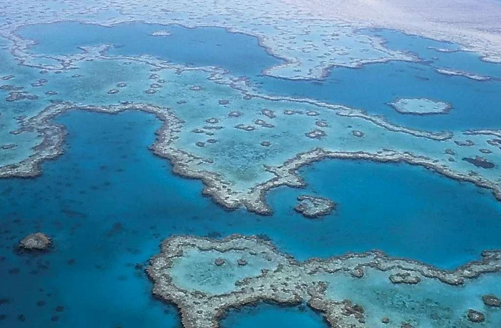 Koraallarven redding beschadigd Great Barrier Reef?