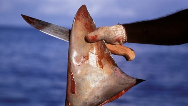 Voorstel tegen afsnijden haaienvinnen opnieuw afgewezen