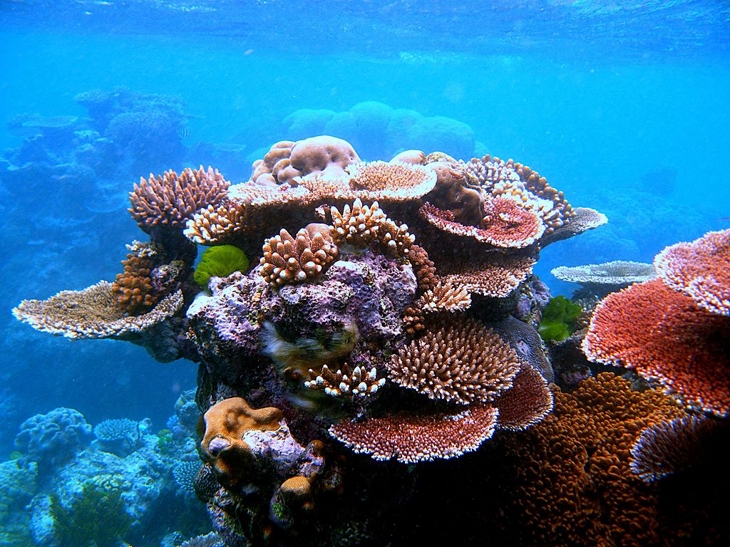 Australië looft 1,3 miljoen euro uit voor de redding van het koraal in het Great Barrier Reef