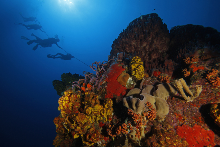 Herstel koraalriffen Saba Bank belangrijk voor natuur en inkomsten