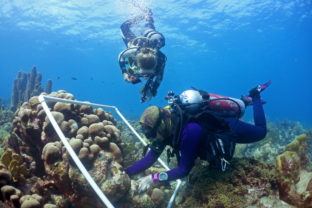 Koralen zaaien, nieuwe aanpak maakt koraalrifrestoratie op grote schaal mogelijk
