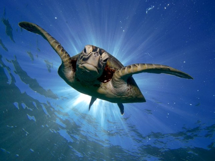 99 procent van groene zeeschildpadden zijn vrouwtjes door opwarming