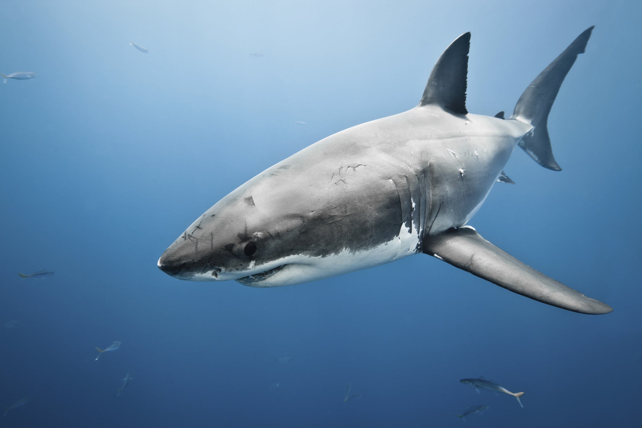 Huid van haaien ter inspiratie voor betere vliegtuigen, drones en windturbines