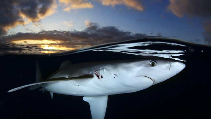 Haaien fotograferen, National Geographic fotograaf Nuno Sá vertelt zijn geheim