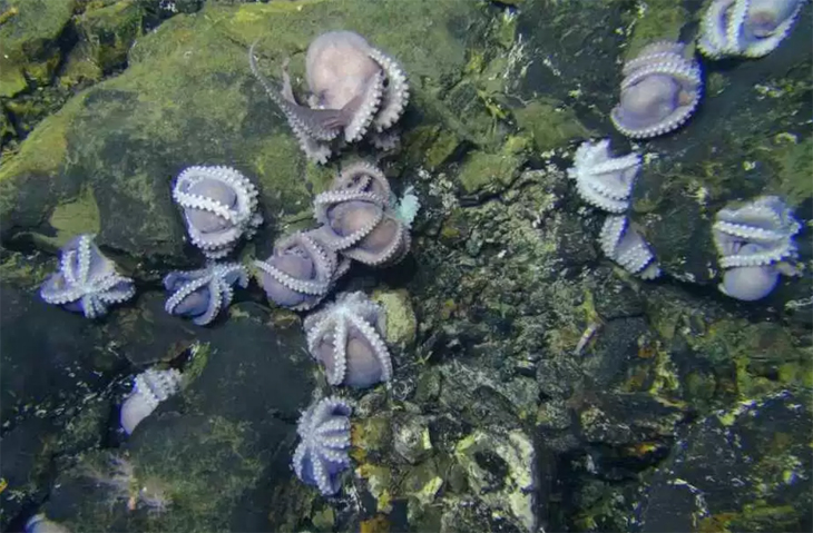 Enorme groep octopussen doet wetenschappers versteld staan