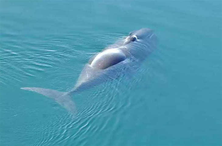 Repertoire van ‘jazzy’ Groenlandse walvissen verandert voortdurend