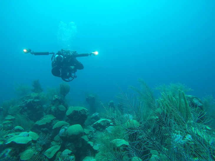 Nieuwe oceaanzone ontdekt met meer dan 100 nieuwe dier- en plantensoorten