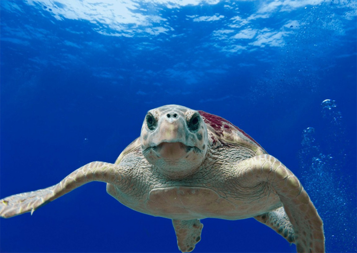 Plastic afval bedreigt zeeschildpadden al voor ze hun ei verlaten