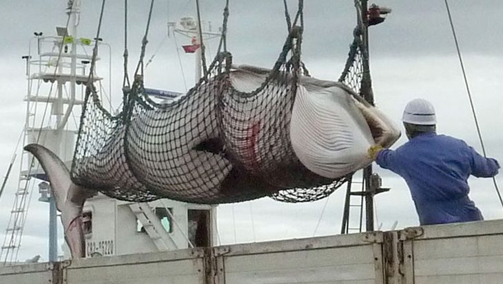 Japan slacht 333 walvissen, waaronder 122 zwangere vrouwtjes, voor wetenschappelijk onderzoek