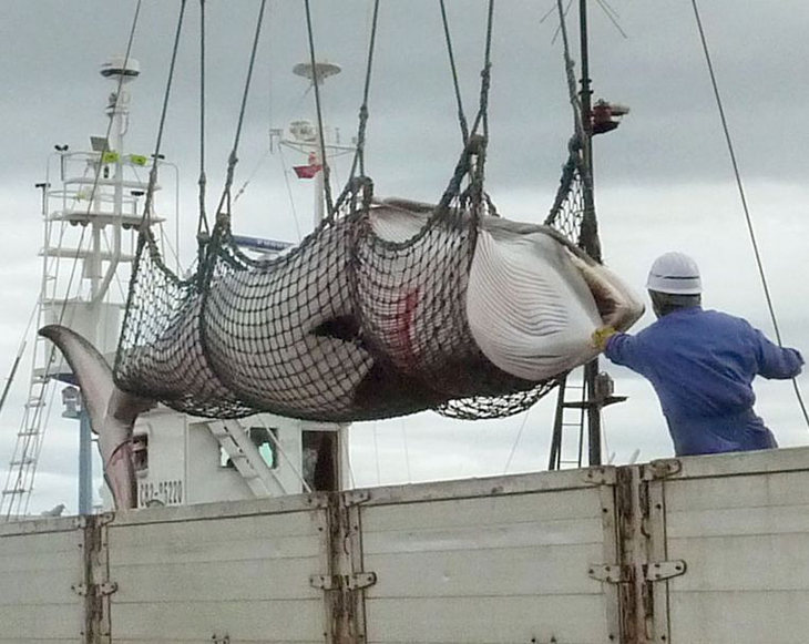 Japan slacht 333 walvissen, waaronder 122 zwangere vrouwtjes, voor wetenschappelijk onderzoek