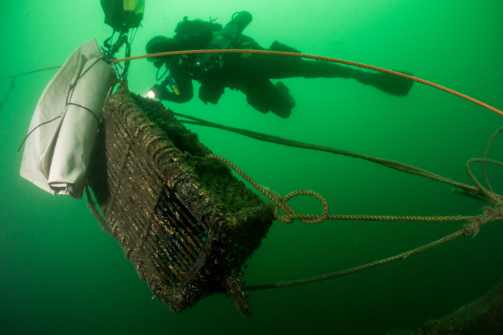Duikers leggen meer dan 150 verschillende soorten vast tijdens Expeditie Noordzee