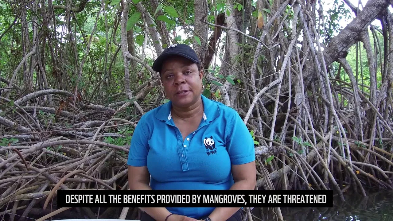 Belize: na koraalrif nu ook mangrovebossen beschermd