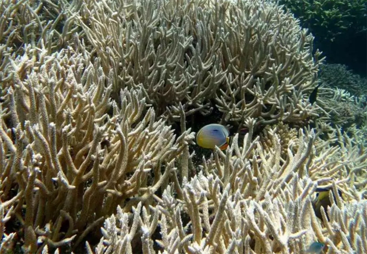 Zeespiegelstijging gaat veel te snel voor koraalriffen