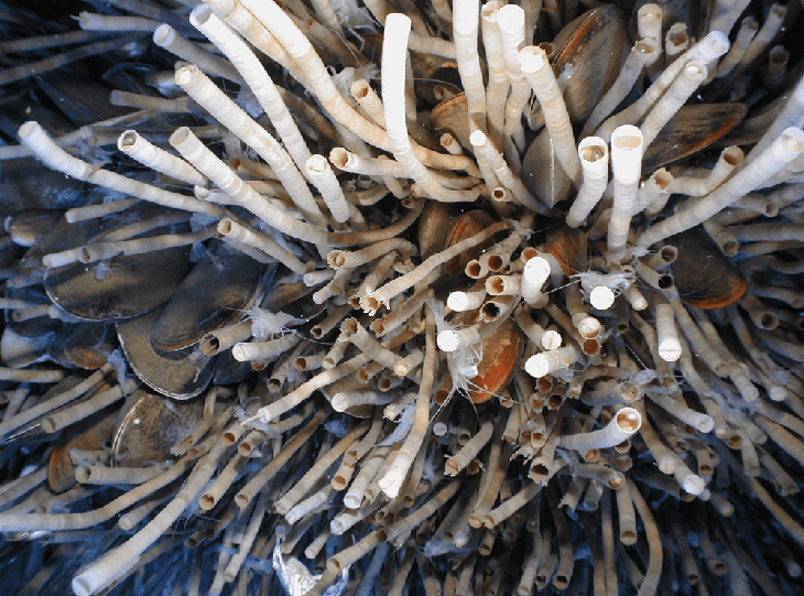 Plastics aangetroffen in het diepste deel van de oceaan