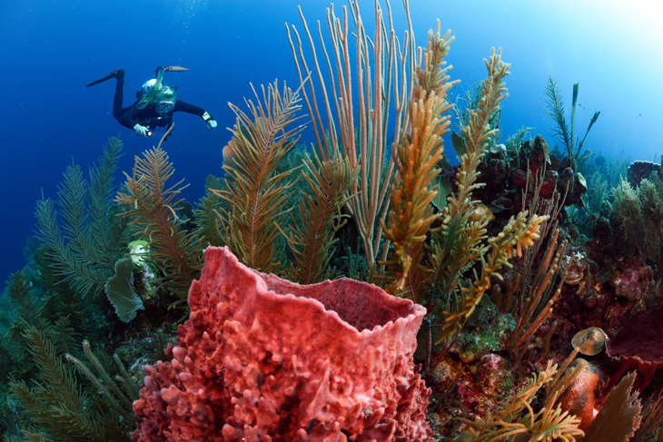 Tweede grootste koraalrif van de wereld uit gevarenzone