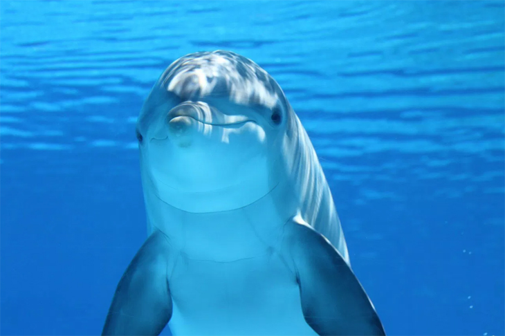 Dolfijnentoerisme: slapeloze dagen voor dolfijnen