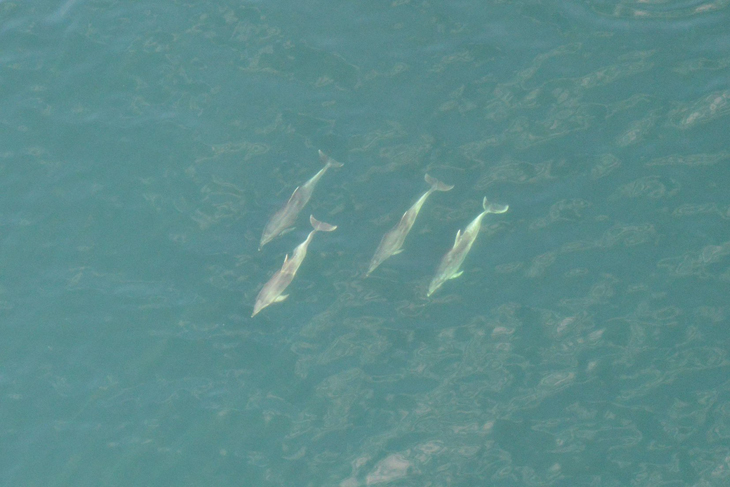Grote groep dolfijnen in de Noordzee gespot