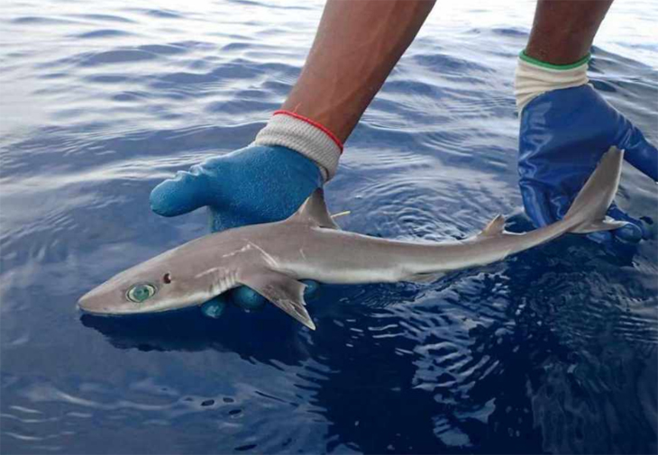 Nieuwe soort haai ontdekt met indringend grote ogen