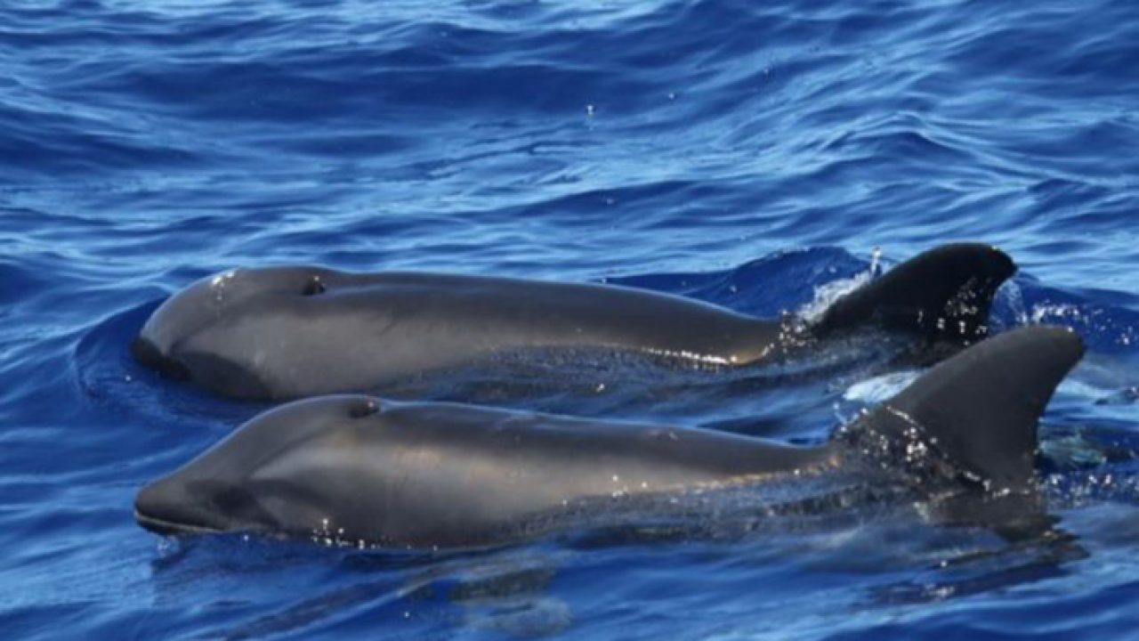 Pygmalion Omgaan Partina City Nooit eerder geziene kruising tussen dolfijn- en walvissoort gespot -  Duiken Magazine