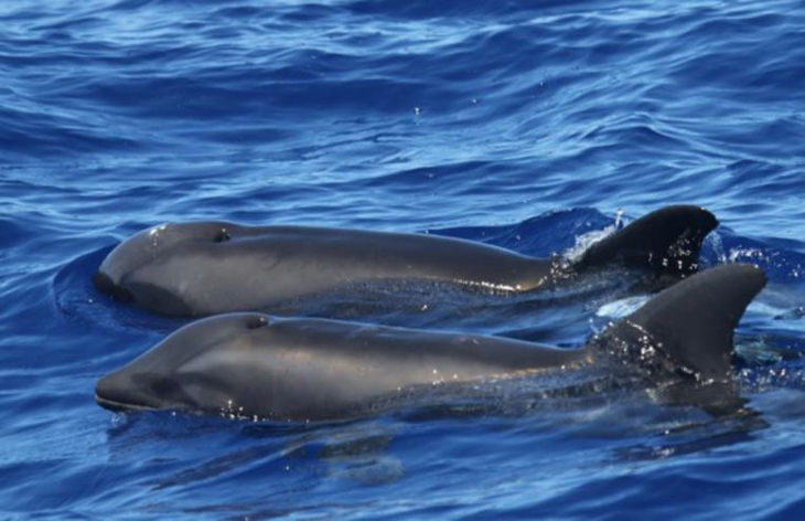 Nooit eerder geziene kruising tussen dolfijn- en walvissoort gespot
