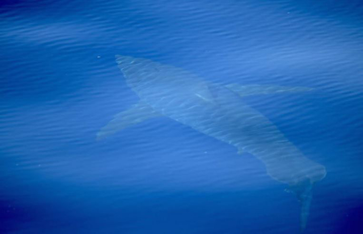 Voor het eerst in 30 jaar witte haai gezien bij Mallorca