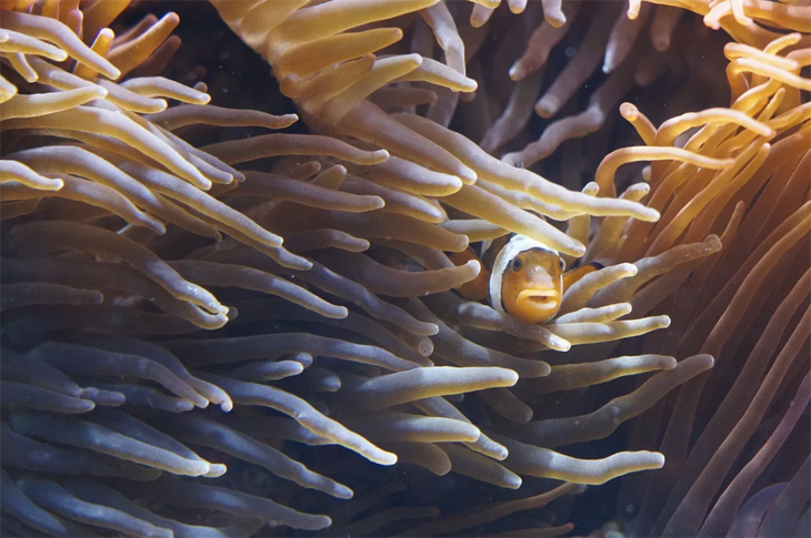 Anemoonvissen geven aan hoe giftig hun anemoon is