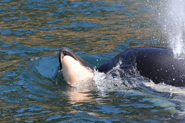 Rouwende orka moeder laat overleden kalfje los