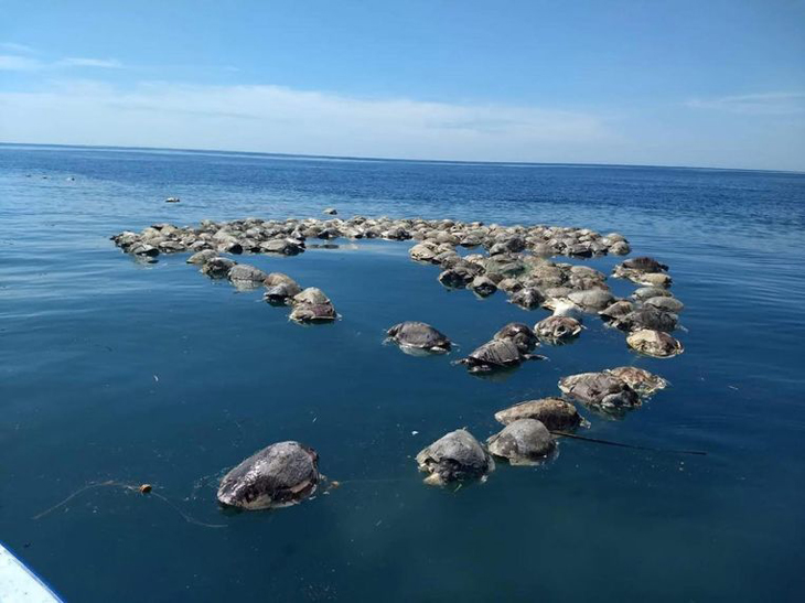 Honderden bedreigde zeeschildpadden dood gevonden in visnet