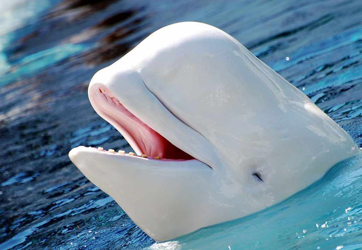 Ook witte dolfijn en narwal kennen een menopauze
