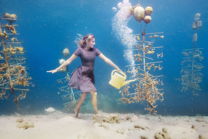 De succesvolle koraal kweektuin van Bonaire