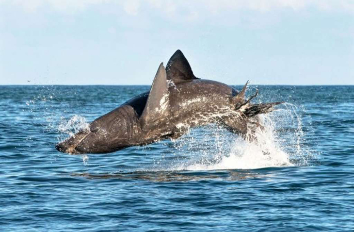Reuzenhaai blijkt net zo hoog te kunnen springen als een witte haai